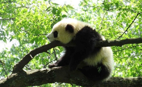 Divino oso panda