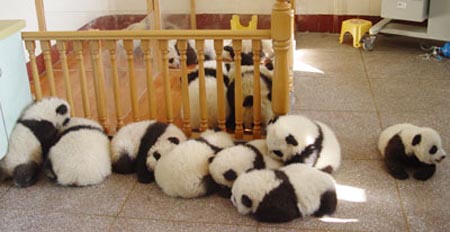 Pandas siguen vida feliz tras devastador sismo