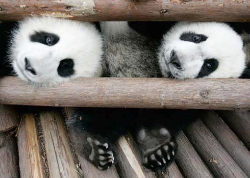 Pandas siguen vida feliz tras devastador sismo