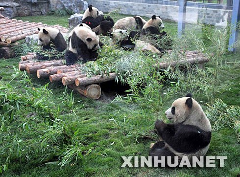 Urge alimento para osos panda tras el terremoto de China
