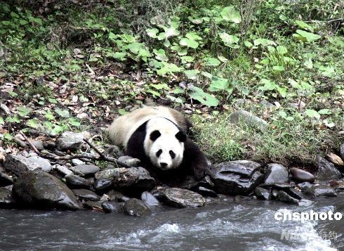 Encuentran panda extraviado luego de sismo en Sichuan
