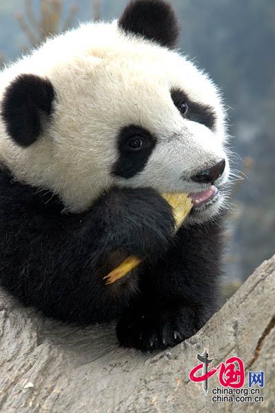 Los osos panda siguen felices tras el terremoto de Sichuan
