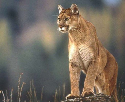 Puma en peligro de extinción