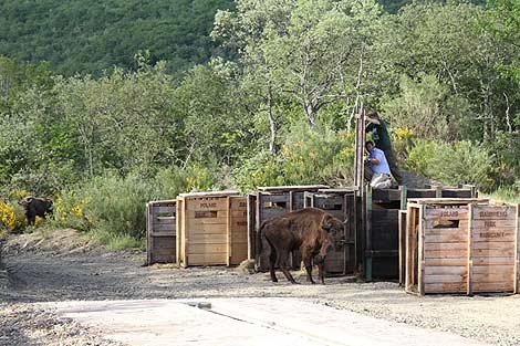 Reintroducen siete bisontes en España (junio 2010)